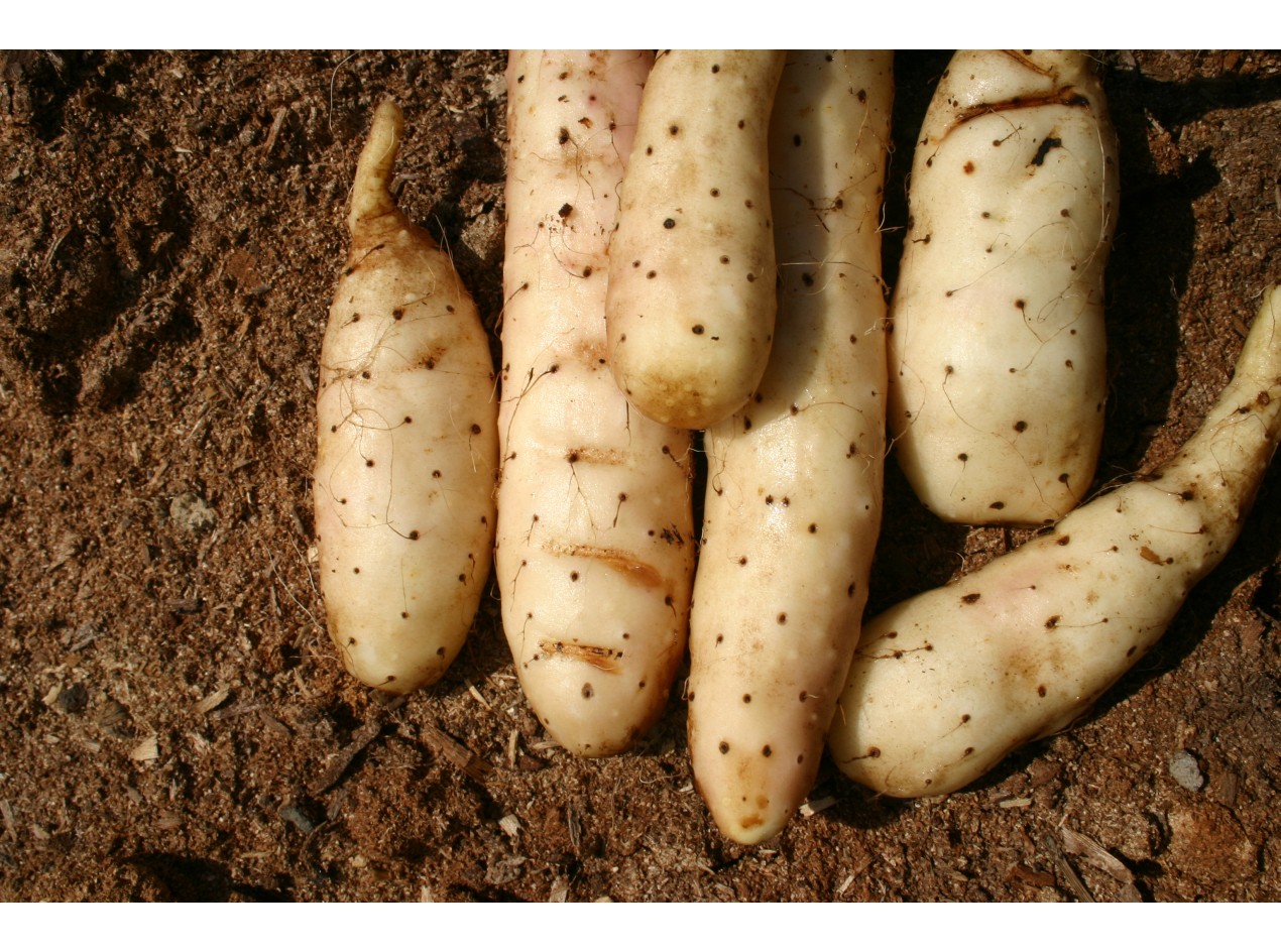 Chinese Mountain Yam Roots